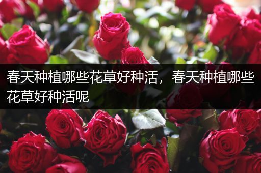 春天种植哪些花草好种活，春天种植哪些花草好种活呢