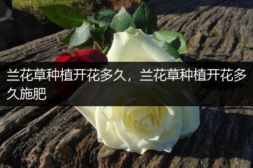 兰花草种植开花多久，兰花草种植开花多久施肥