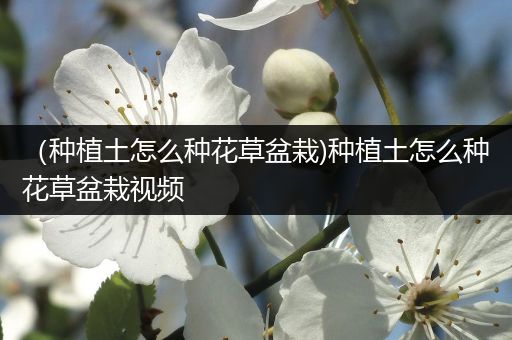 （种植土怎么种花草盆栽)种植土怎么种花草盆栽视频