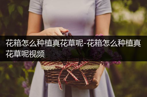 花箱怎么种植真花草呢-花箱怎么种植真花草呢视频