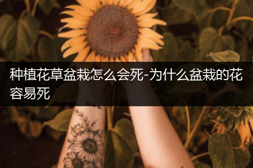 种植花草盆栽怎么会死-为什么盆栽的花容易死