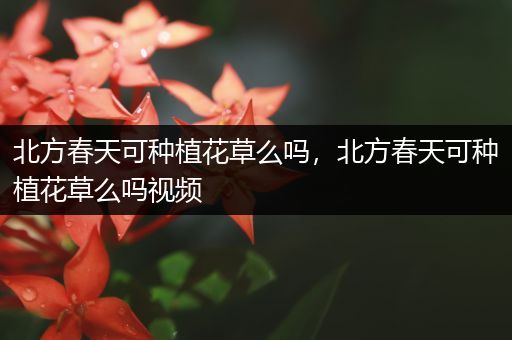 北方春天可种植花草么吗，北方春天可种植花草么吗视频