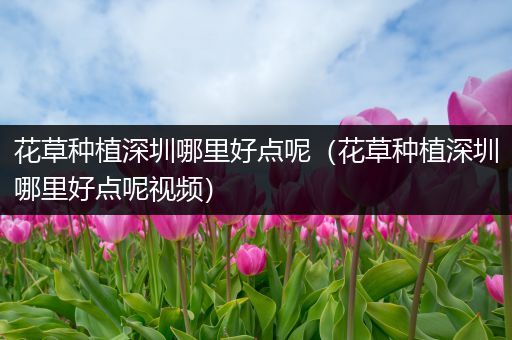 花草种植深圳哪里好点呢（花草种植深圳哪里好点呢视频）