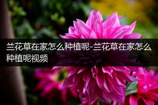 兰花草在家怎么种植呢-兰花草在家怎么种植呢视频