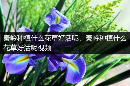 秦岭种植什么花草好活呢，秦岭种植什么花草好活呢视频
