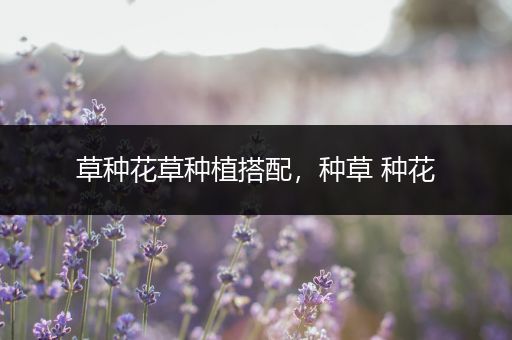 草种花草种植搭配，种草 种花