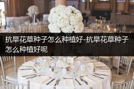 抗旱花草种子怎么种植好-抗旱花草种子怎么种植好呢