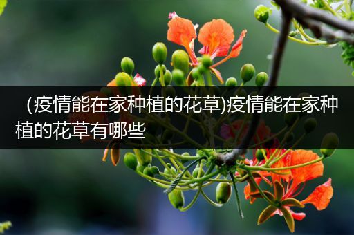 （疫情能在家种植的花草)疫情能在家种植的花草有哪些