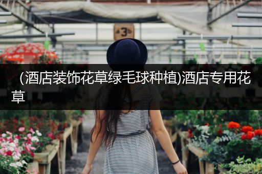 （酒店装饰花草绿毛球种植)酒店专用花草