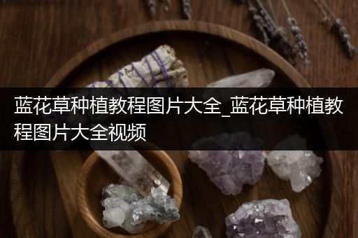蓝花草种植教程图片大全_蓝花草种植教程图片大全视频