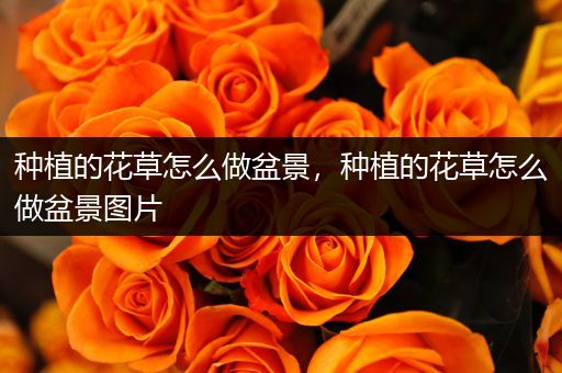 种植的花草怎么做盆景，种植的花草怎么做盆景图片