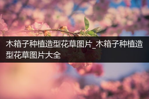 木箱子种植造型花草图片_木箱子种植造型花草图片大全