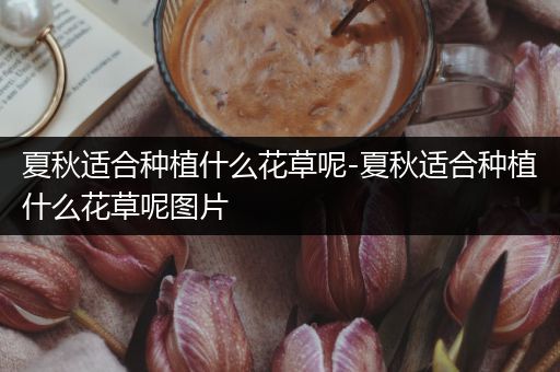 夏秋适合种植什么花草呢-夏秋适合种植什么花草呢图片