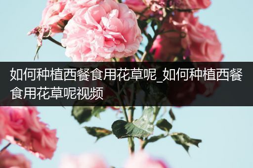 如何种植西餐食用花草呢_如何种植西餐食用花草呢视频