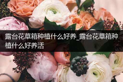 露台花草箱种植什么好养_露台花草箱种植什么好养活