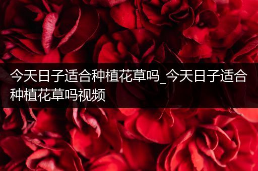 今天日子适合种植花草吗_今天日子适合种植花草吗视频