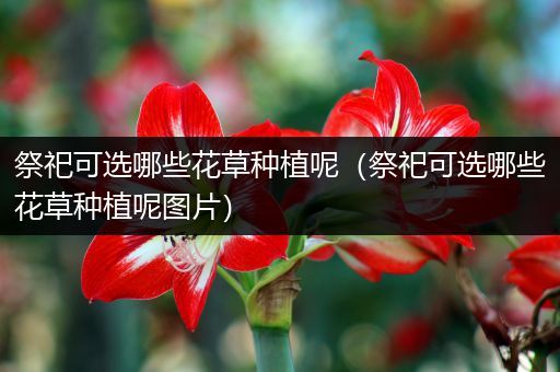 祭祀可选哪些花草种植呢（祭祀可选哪些花草种植呢图片）