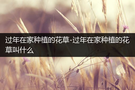 过年在家种植的花草-过年在家种植的花草叫什么