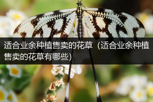 适合业余种植售卖的花草（适合业余种植售卖的花草有哪些）