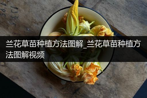 兰花草苗种植方法图解_兰花草苗种植方法图解视频