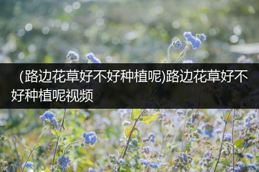 （路边花草好不好种植呢)路边花草好不好种植呢视频