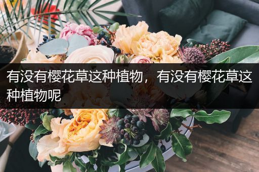 有没有樱花草这种植物，有没有樱花草这种植物呢