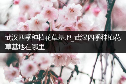 武汉四季种植花草基地_武汉四季种植花草基地在哪里