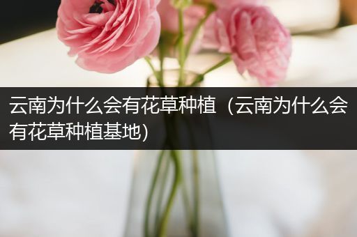 云南为什么会有花草种植（云南为什么会有花草种植基地）