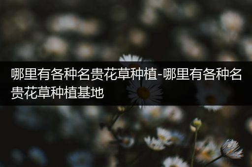 哪里有各种名贵花草种植-哪里有各种名贵花草种植基地
