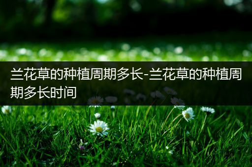 兰花草的种植周期多长-兰花草的种植周期多长时间
