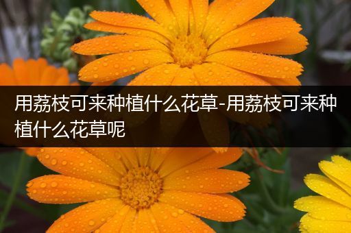 用荔枝可来种植什么花草-用荔枝可来种植什么花草呢