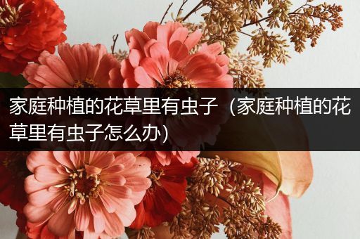 家庭种植的花草里有虫子（家庭种植的花草里有虫子怎么办）