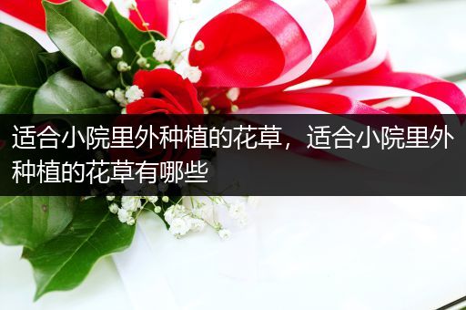 适合小院里外种植的花草，适合小院里外种植的花草有哪些