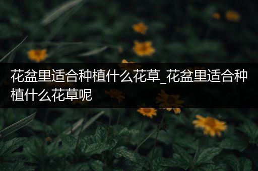 花盆里适合种植什么花草_花盆里适合种植什么花草呢