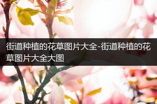 街道种植的花草图片大全-街道种植的花草图片大全大图