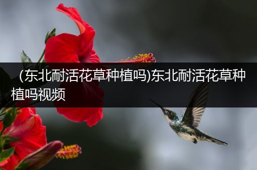 （东北耐活花草种植吗)东北耐活花草种植吗视频