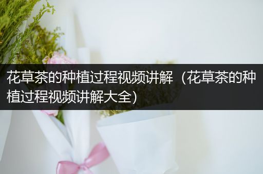 花草茶的种植过程视频讲解（花草茶的种植过程视频讲解大全）
