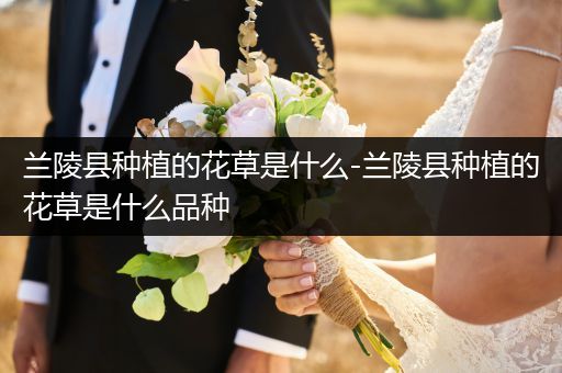 兰陵县种植的花草是什么-兰陵县种植的花草是什么品种