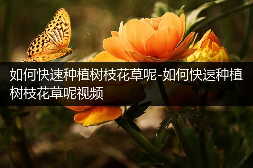 如何快速种植树枝花草呢-如何快速种植树枝花草呢视频
