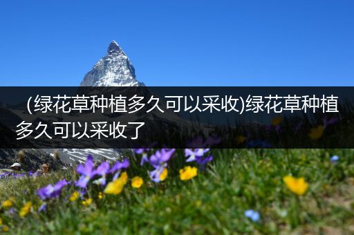 （绿花草种植多久可以采收)绿花草种植多久可以采收了