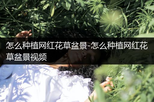 怎么种植网红花草盆景-怎么种植网红花草盆景视频