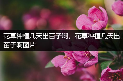 花草种植几天出苗子啊，花草种植几天出苗子啊图片