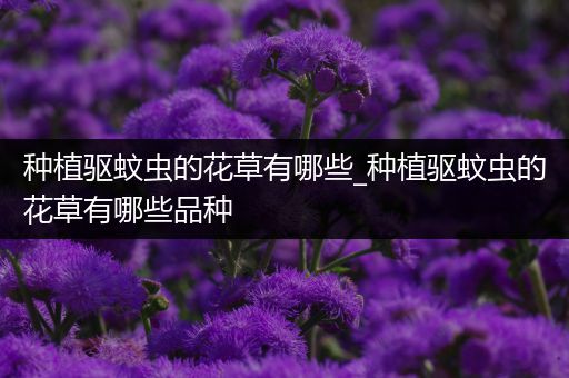 种植驱蚊虫的花草有哪些_种植驱蚊虫的花草有哪些品种