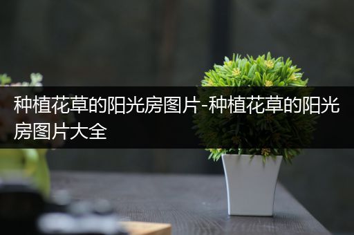 种植花草的阳光房图片-种植花草的阳光房图片大全