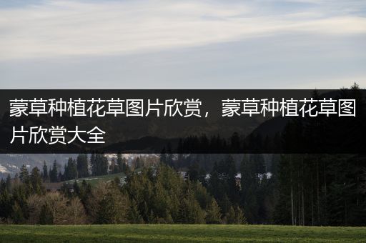 蒙草种植花草图片欣赏，蒙草种植花草图片欣赏大全