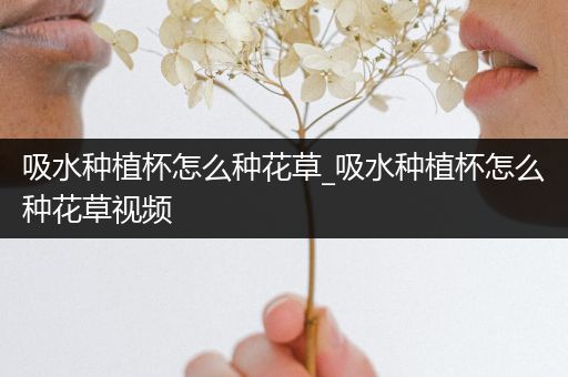 吸水种植杯怎么种花草_吸水种植杯怎么种花草视频
