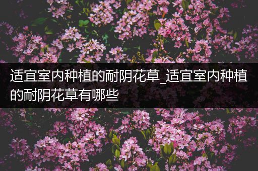 适宜室内种植的耐阴花草_适宜室内种植的耐阴花草有哪些