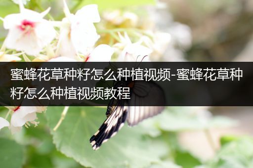 蜜蜂花草种籽怎么种植视频-蜜蜂花草种籽怎么种植视频教程