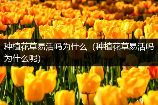 种植花草易活吗为什么（种植花草易活吗为什么呢）