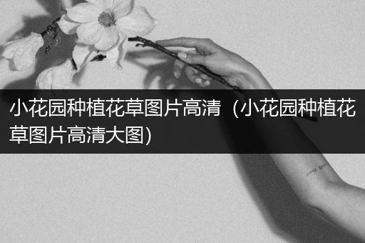 小花园种植花草图片高清（小花园种植花草图片高清大图）